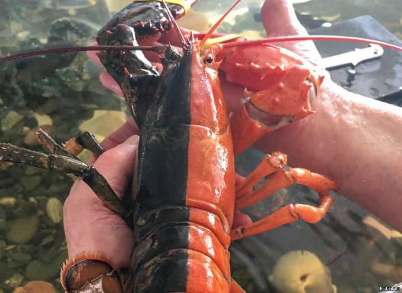 Лангуст колючий Омар
