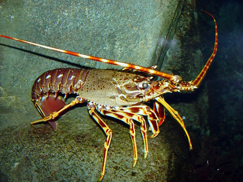 Homarus Gammarus