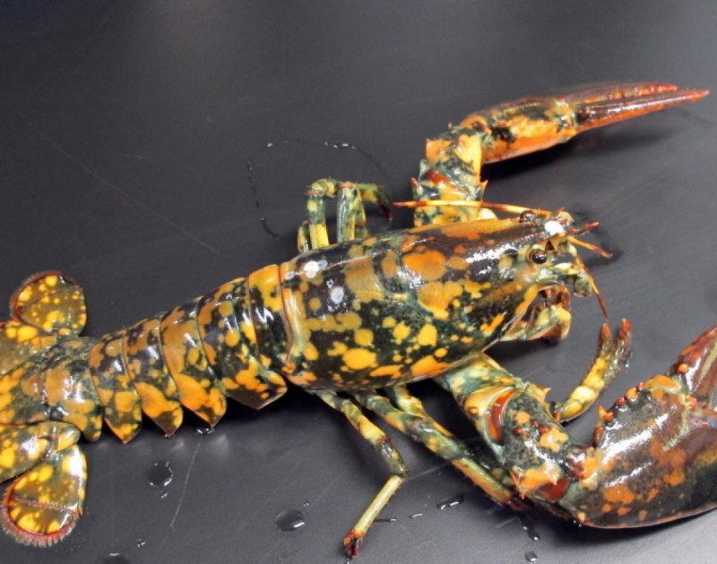 Lobster на синем фоне