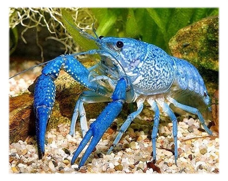 Лобстеры в море