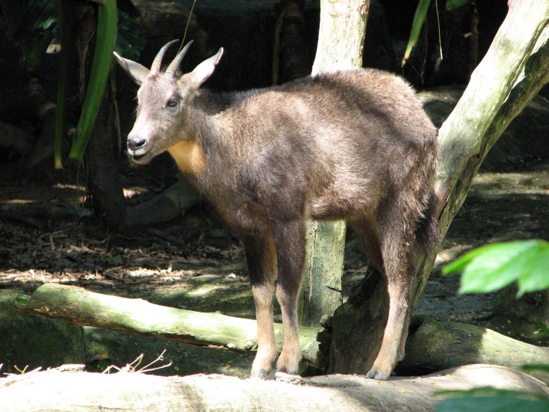 Амурский горал Nemorhaedus caudatus