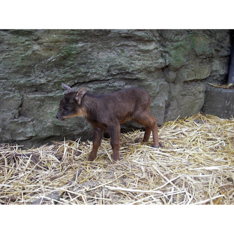 Горал (Nemorhaedus Goral)