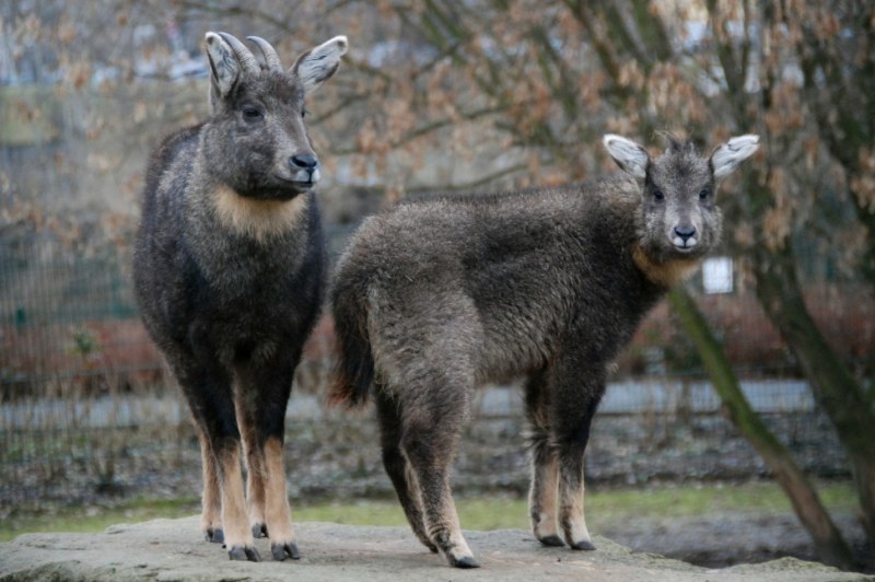 Амурский горал Nemorhaedus caudatus