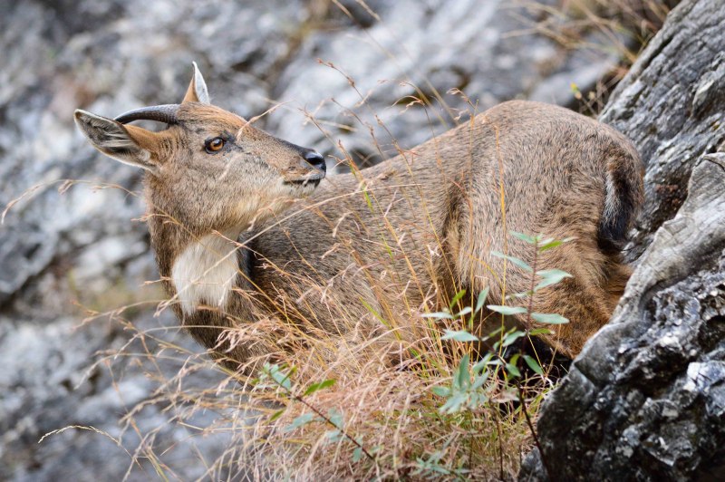 Горал (Nemorhaedus Goral)
