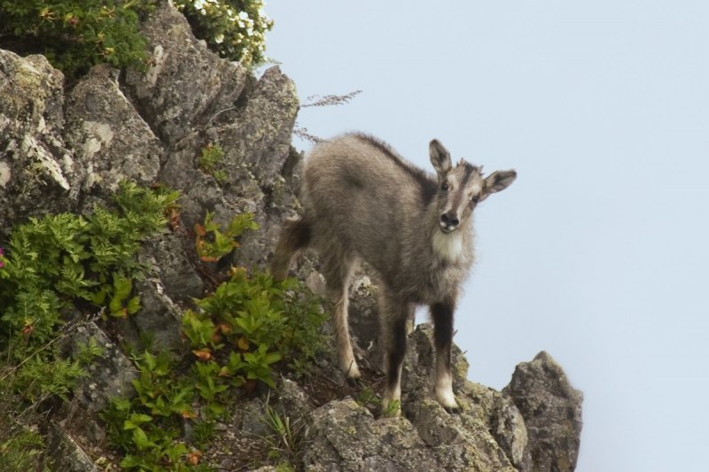 Амурский горал Nemorhaedus caudatus