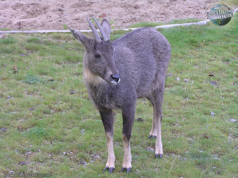 Горал (Nemorhaedus Goral)