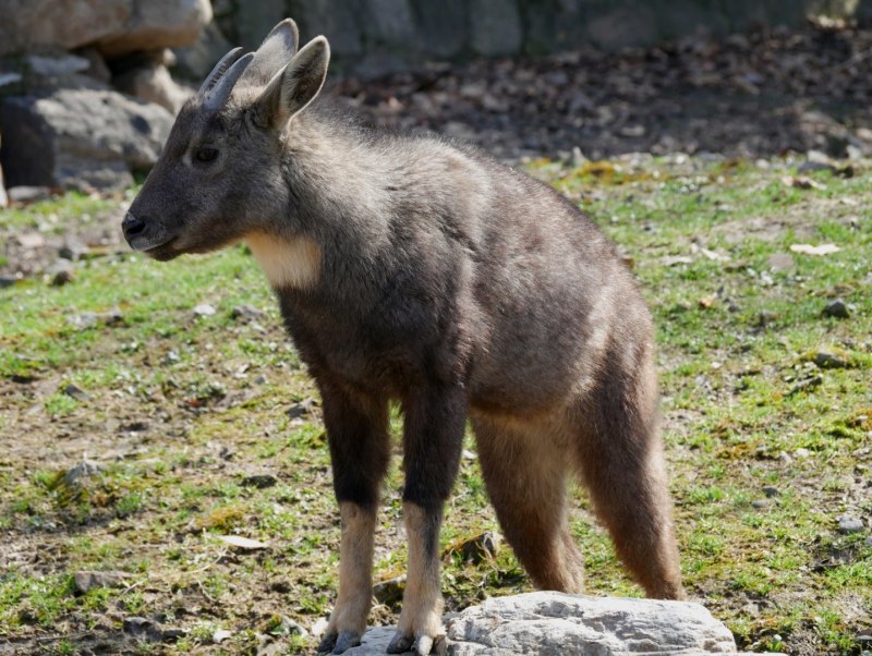 Амурский горал