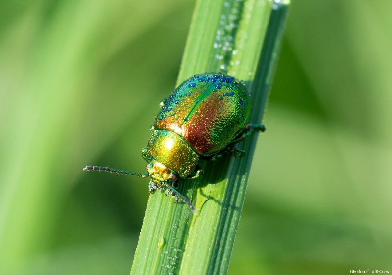 Листоед Chrysolina polita