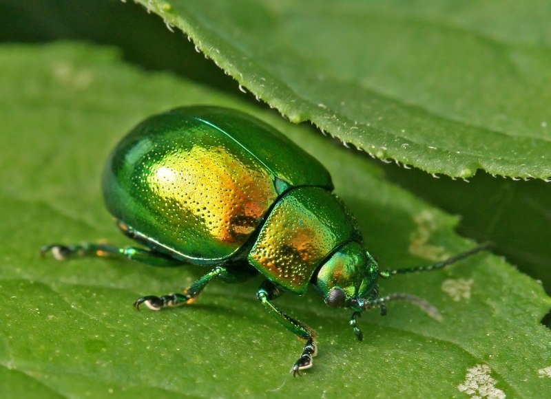 Листоед Chrysolina polita