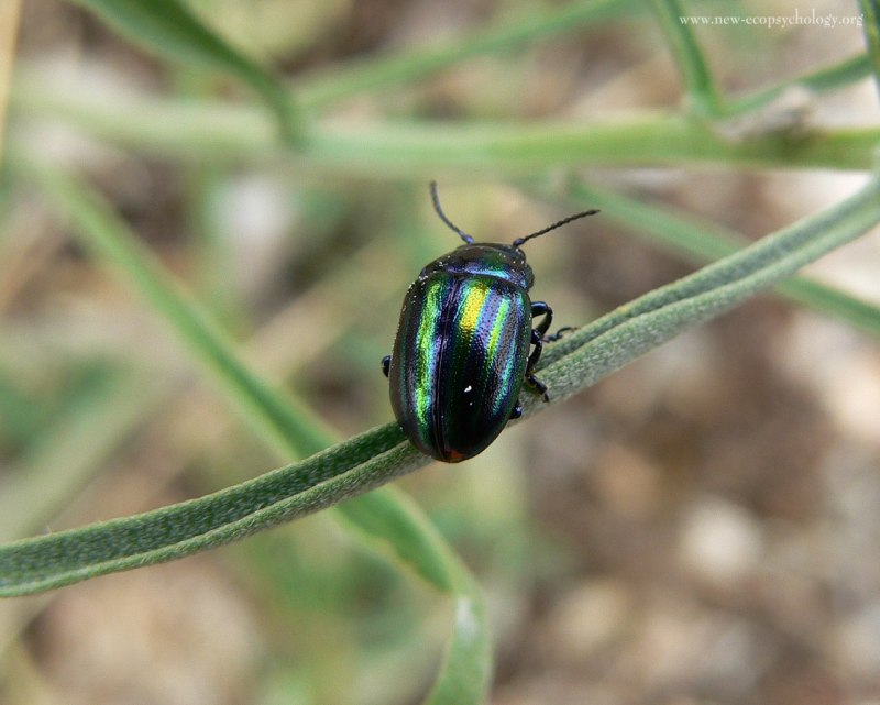 Листоед ясноточный (Chrysolina fastuosa)