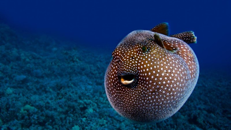 Arothron meleagris