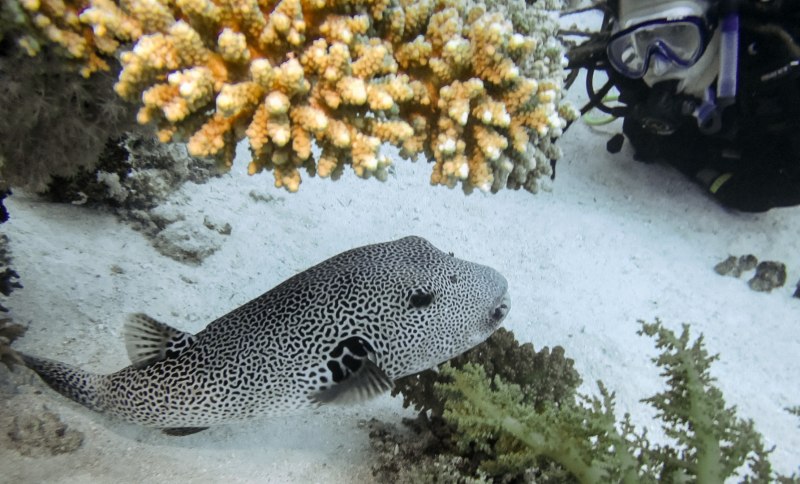 Arothron hispidus