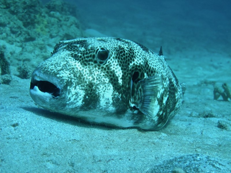 Рыба Arothron nigropunctatus