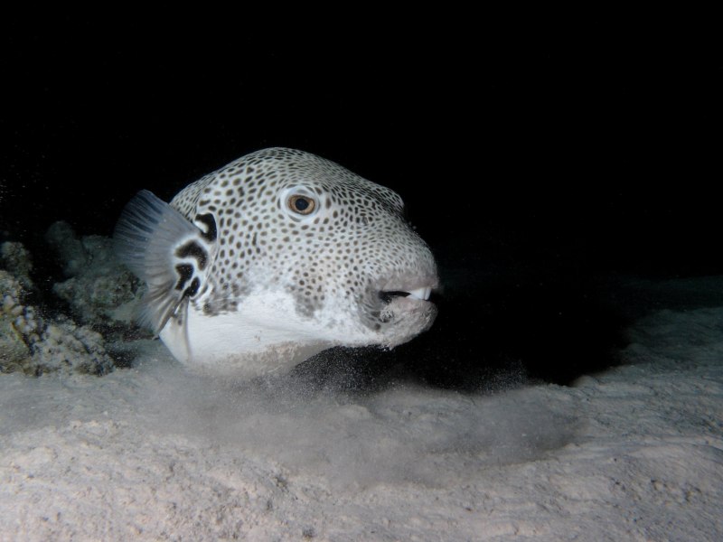 Arothron hispidus