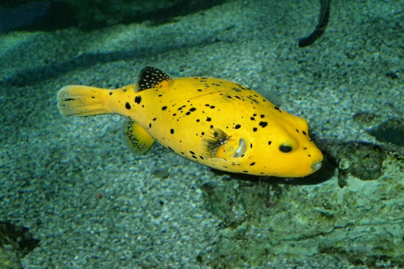 White spotted Puffer (Arothron hispidus)