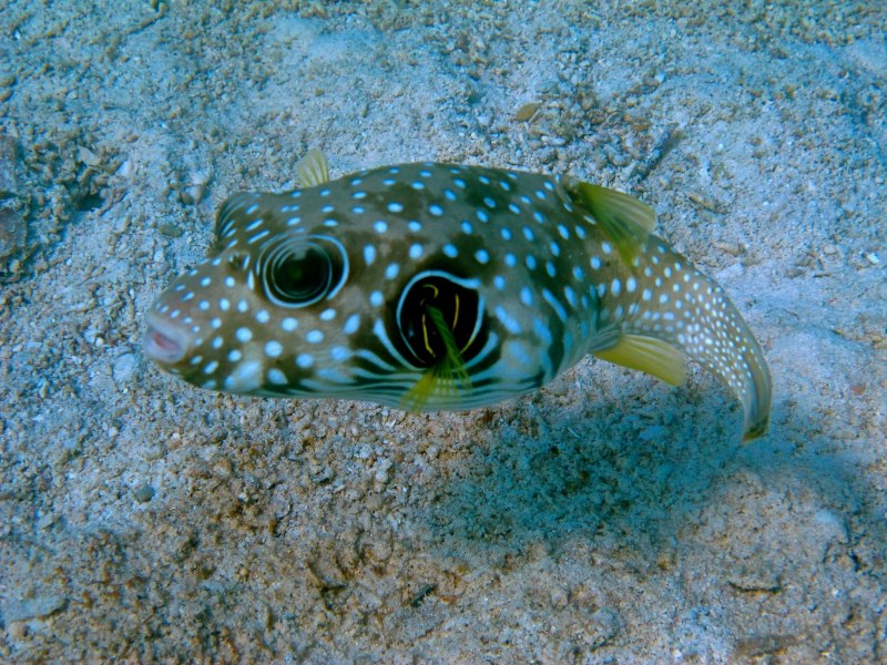 Arothron nigropunctatus
