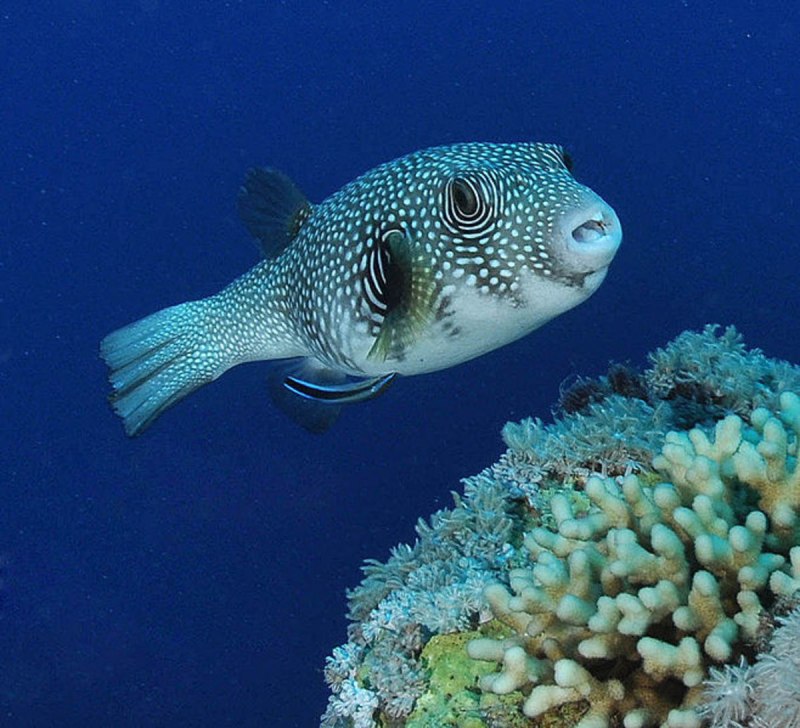 Arothron nigropunctatus