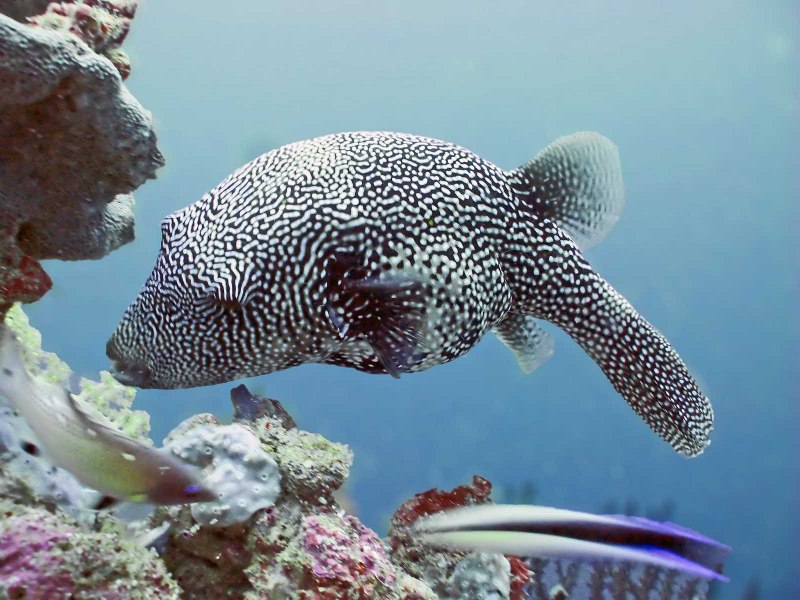 Arothron meleagris