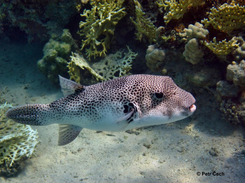 Arothron stellatus