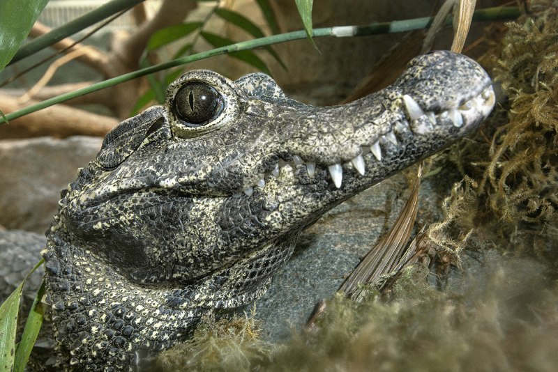 Osteolaemus tetraspis