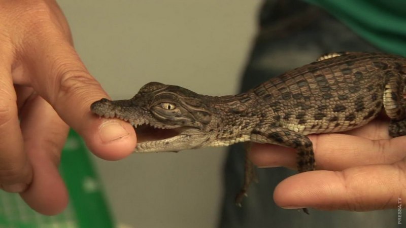 Dwarf Crocodile
