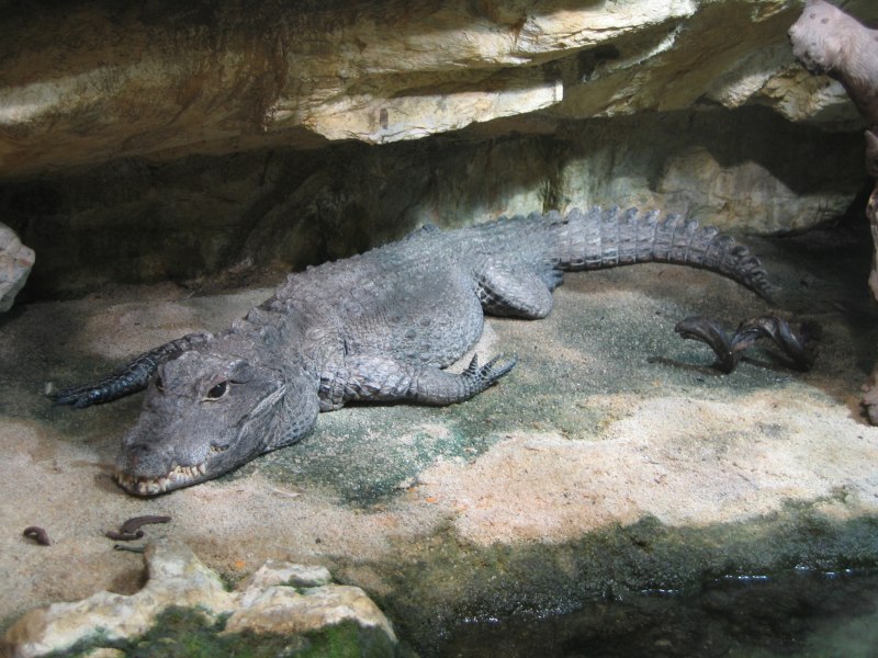 Тупорылый крокодил / Osteolaemus tetraspis