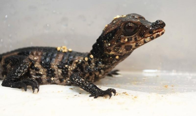 Osteolaemus tetraspis