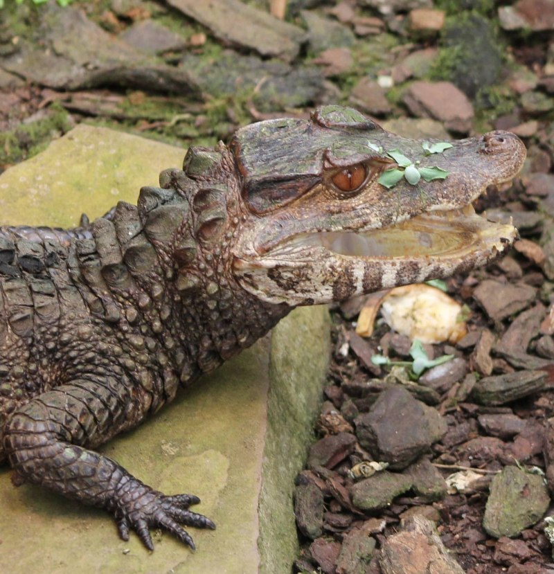 Тупорылый крокодил / Osteolaemus tetraspis