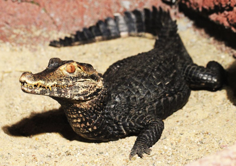 Тупорылый крокодил / Osteolaemus tetraspis