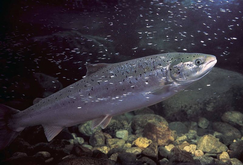 Лосось Salmo Salar