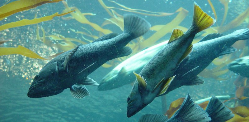 Атлантический лосось Salmo Salar