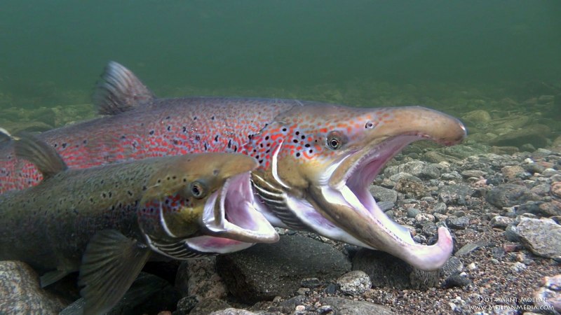 Европейский хариус — Thymallus Thymallus (l., 1758)