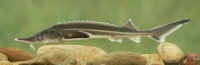 Сёмга (Salmo Salar
