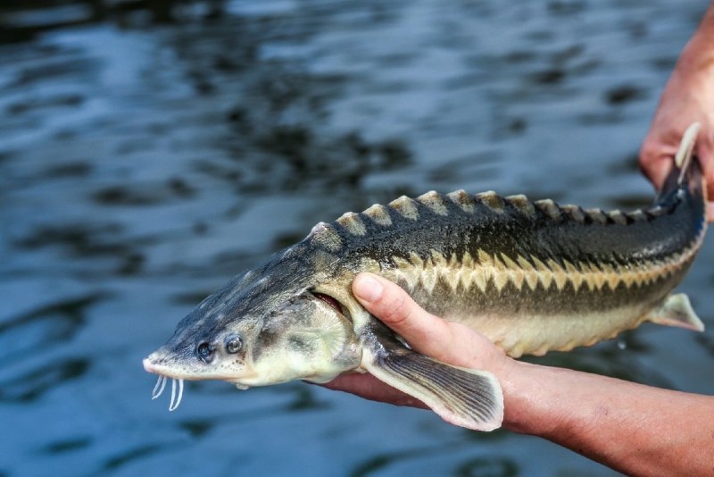 Чавыча (Oncorhynchus tschawytscha)