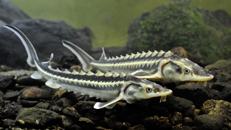 Oncorhynchus clarki