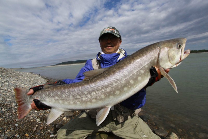 Атлантический лосось Salmo Salar