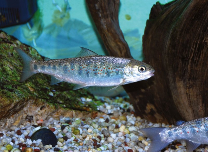 Чавыча Oncorhynchus tshawytscha