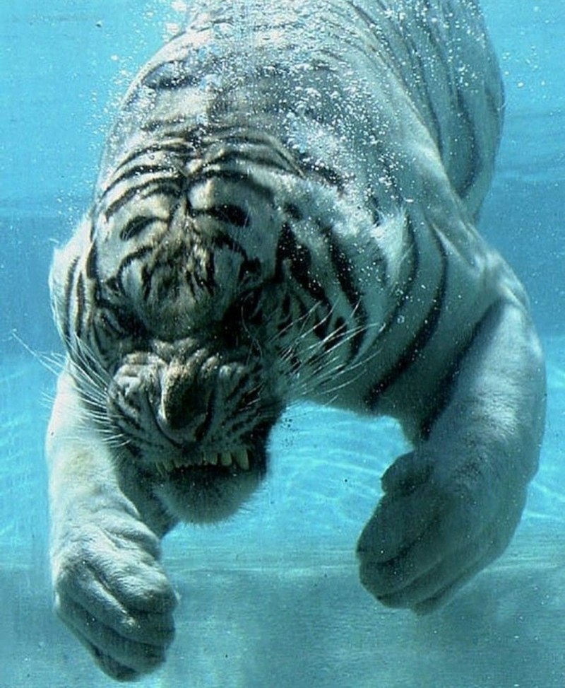 Tigr 3 д
