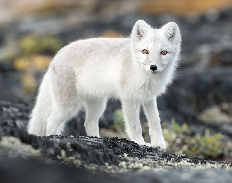 Берингийский песец (Alopex lagopus)