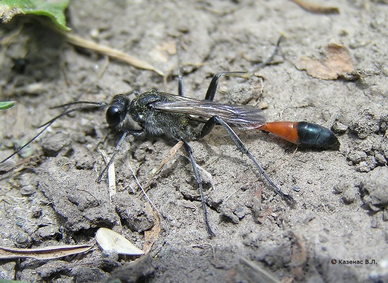 Аммофила Песчаная Ammophila sabulosa