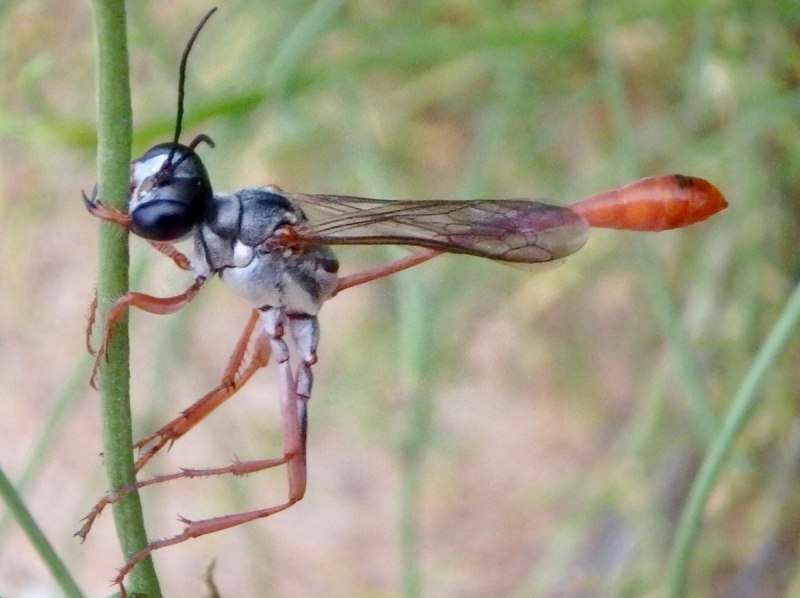 Ammophila Campestris
