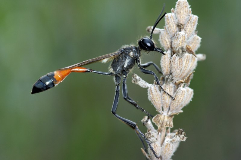 Ammophila sabulosa