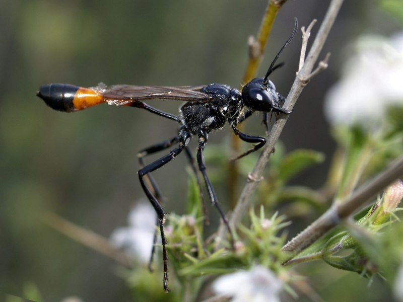 Аммофила Песчаная Ammophila sabulosa