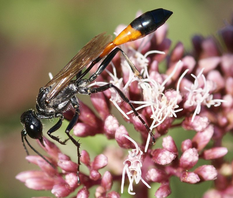 Аммофила Песчаная. (Ammophila arenaria l)