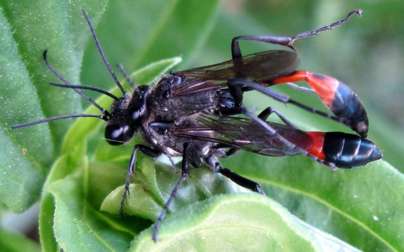 Аммофила Ammophila sabulosa