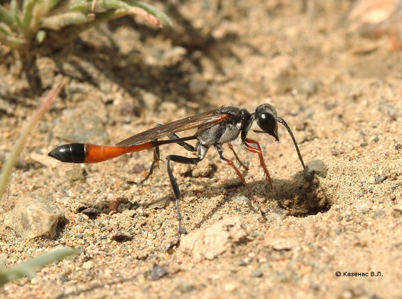 Ammophila sabulosa