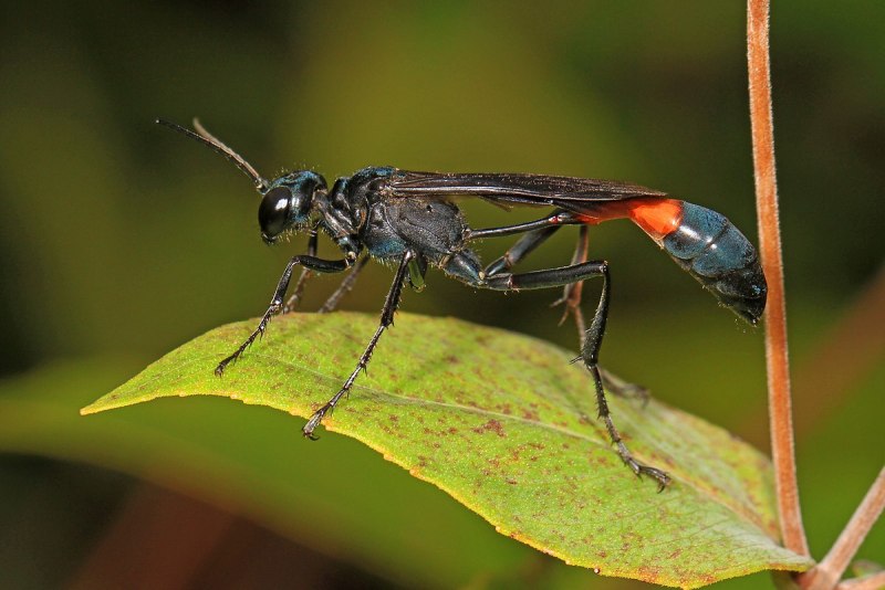 Аммофила Песчаная Ammophila sabulosa