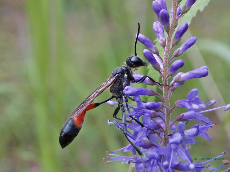 Ammophila sabulosa