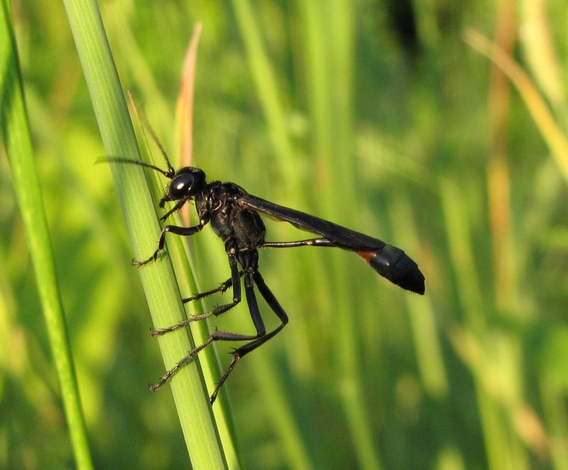 Аммофила Ammophila sabulosa