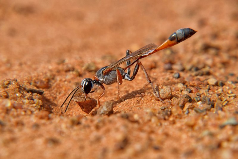 Sceliphron curvatum